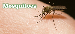 Mosquitoes-borne diseases are on the rise