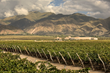 Piattelli Vineyards Expands Argentina Wine Business Into Global Markets