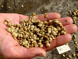 Clam juveniles
