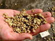 UMaine, UNE, Partners to Receive $20 Million National Science...