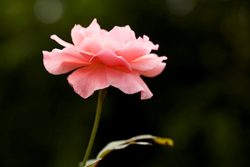 Happiness Happens Month