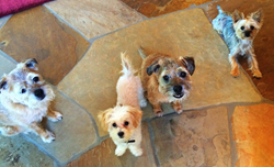 Bob & Renee Parsons Support the Arizona Humane Society