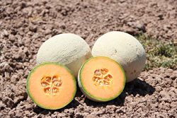 HM.CLAUSE Boosts Availability of “Best of Both Worlds” FIJI Melon