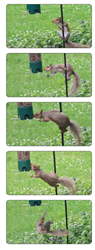 The Perky-Pet Breakaway Squirrel-Be-Gone Wild Bird Feeder