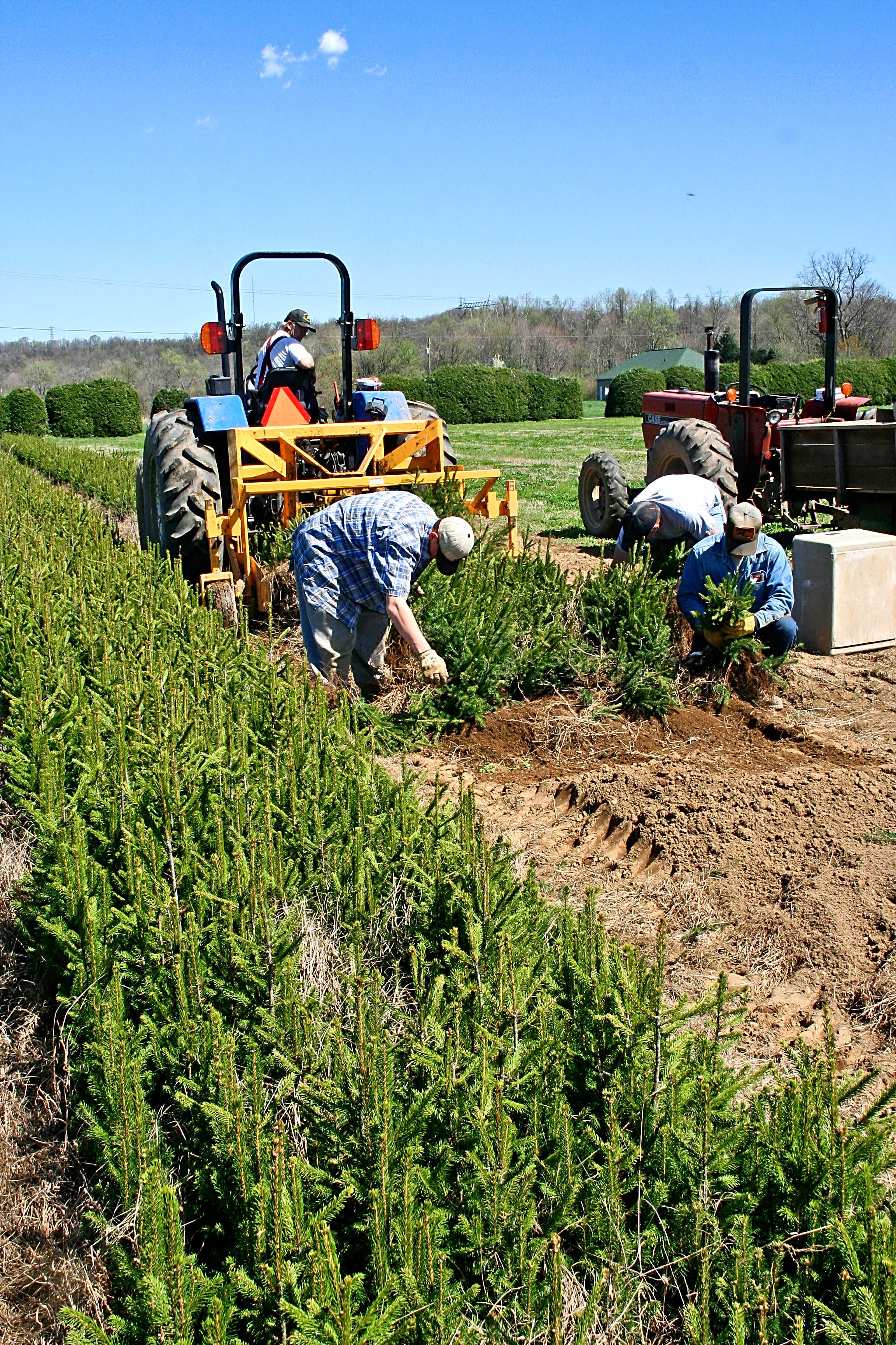 W.Va. State Tree Nursery Accepting Orders Sept. 2, 2014