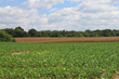 Multi-tract Auction to Offer Kentucky Cropland to the Public
