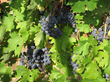 Come Wine'n On The Chisholm Trail in Duncan, OK.