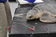 Join the South Carolina Aquarium for One of the Last Public Sea Turtle...