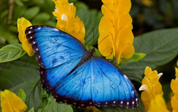 Callaway Gardens Blue Morpho Butterfly