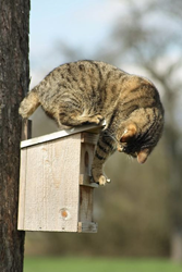 cats, hunting, birds, house, dangers, cat, kitten