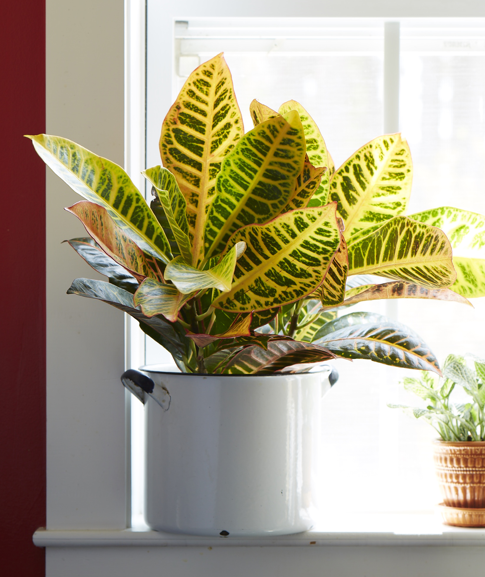 Celebrate National Indoor Plant Week with Costa Farms