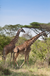 Naples Zoo Welcomes Giraffe Expert To Talk About Saving the Little...