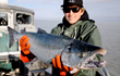 Copper River Coho Season Boasts a Large Healthy Harvest