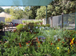 Fall Plant Sale at Callaway Gardens