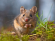 Homeowners Advised to Arm Their Homes Against the Rodent Swarm...