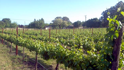 www.ownanapavineyard.com