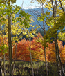 Taos, NM & Enchanted Circle: Best Fall Foliage Trip for Leaf...
