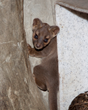 Denver Zoo Welcomes First Ever Fossa Birth