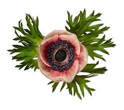 Anemone from David Leaser