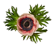 Internationally Acclaimed Botanical Photographer Receives One-Man Show...