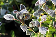 Protect BrazelBerries Edible Berries From Old Man Winter With These...