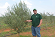 Turf Feeding Systems Helps Texas Olive Growers Reduce Loses and...