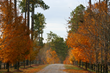 More than Green Pines for Fall Color in Moore County, NC Says the CVB