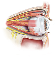 whole-eye-transplantation