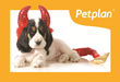 Haunting Hazards: Halloween Could Wreak Havoc on Pet Health This Year