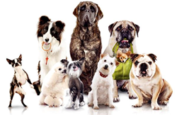 Elmhurst Toyota Dog Training Event