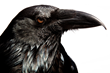 James Houston Design Limited Edition Photography Christmas Gift Ideas...