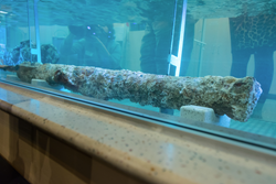 Columbus era cannon on display at The Children's Museum of Indianapolis.