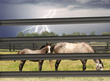 Centaur&#174; Flexible Horse Fence, Celebrating 27 Years of Equine Protection
