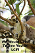 Lemur Conservation Foundation Opens Its Doors For a Conservation Day...