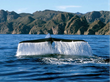 Get Up Close With Whales at Villa del Palmar at the Islands of Loreto,...