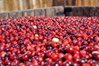 U.S. Grown Cranberries Covet Chinese Taste Buds
