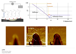 Low Density Polyethylene Film (LDPE) charaterized by PinPoint Nanomechanical AFM