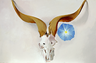 Ram’s Head, Blue Morning Glory; Oil on Canvas, Georgia O'Keeffe, 1938