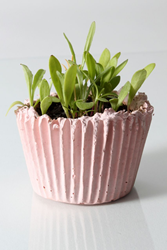 NativeCast, Holiday Gift Ideas, Cupcake Planter, DIY