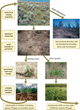 Using Plant Recruitment and Mortality to Support Rangeland Management