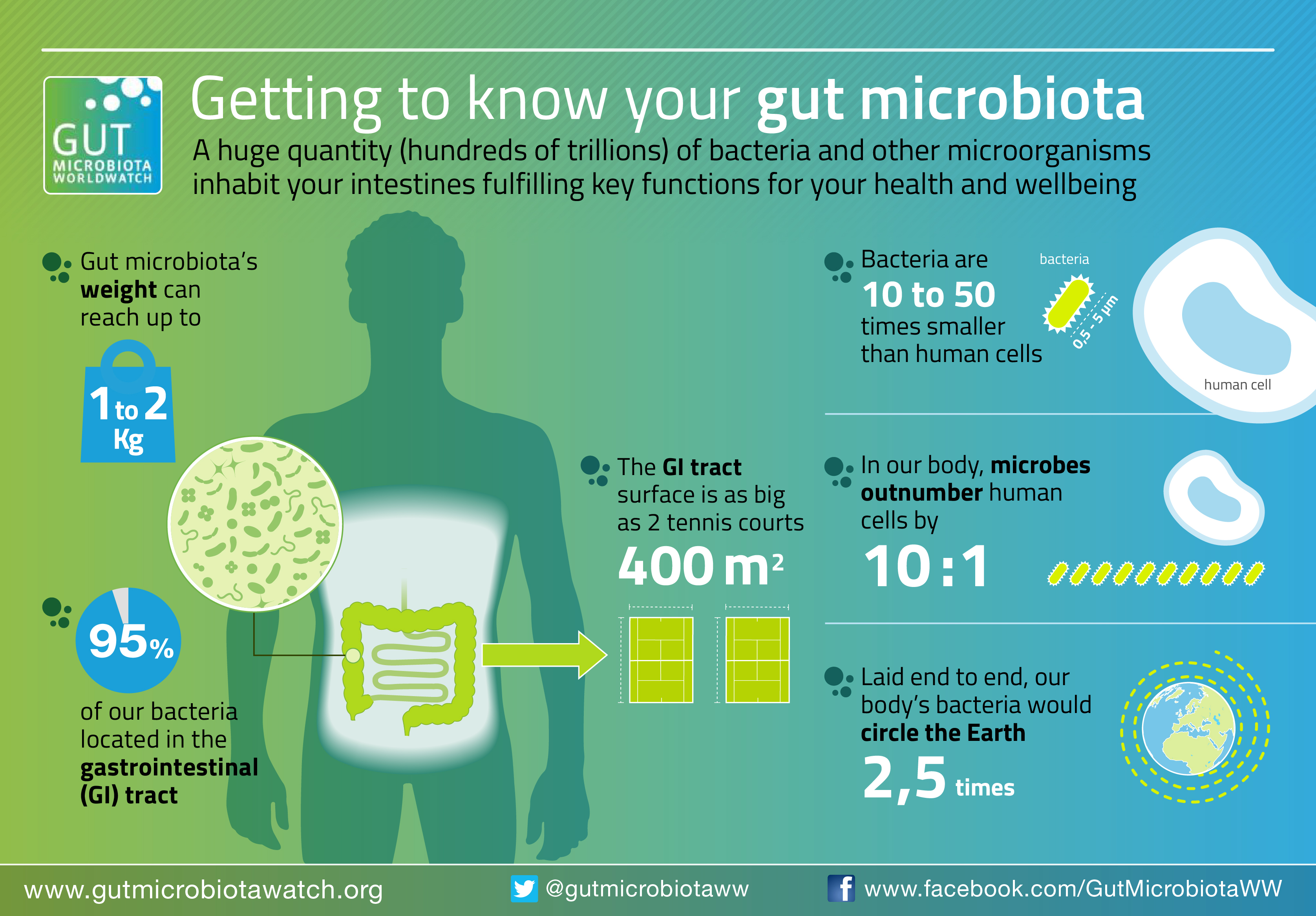 Funciones de la microbiota