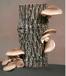 Blooms of ‘Shrooms – Shiitake Mushroom Logs Make Great Holiday Gifts