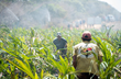 Liquid Investments Is Set to Plant 64,000 Coconut Saplings on their...