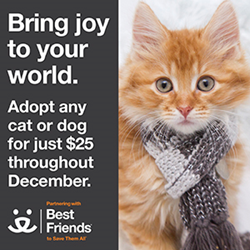 Best Friends Animal Society, holiday, adoption, cats, dogs, network partners, save them all, no more homeless pets
