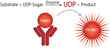 BellBrook Labs Webinar: Transcreener® HTS assays for UDP, GDP,...