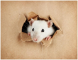 During the Holiday Season Keep Nuisance Wildlife in the Great Outdoors...
