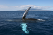 It’s Beginning To Look A Lot Like A Record Year For Maui Whale...