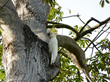 Rare Indonesian Cockatoos Only 20 Left in Wild Get Support from...