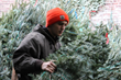 Christmas Tree NYC Offers Christmas Tree Delivery to Your Living Room...