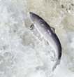 Federal Government Response to Call to Action an Important First Step...